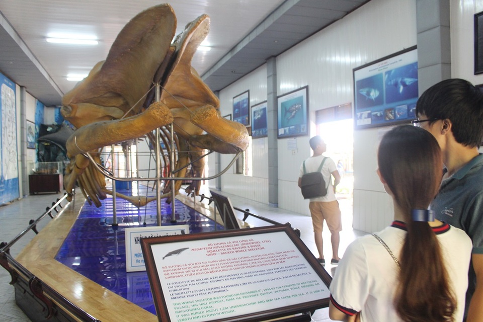 Cận cảnh bộ xương cá voi lưng gù dài 18m, nặng 10 tấn ở Nha Trang - 6 Cận cảnh bộ xương cá voi lưng gù dài 18m, nặng 10 tấn ở Nha Trang - 6