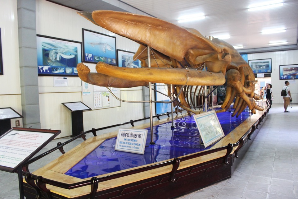 Cận cảnh bộ xương cá voi lưng gù dài 18m, nặng 10 tấn ở Nha Trang - 1 Cá voi lưng gù dài 18m khiến nhiều người xem ấn tượng, thích thú