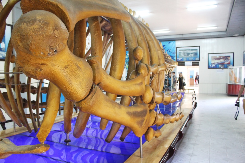 Cận cảnh bộ xương cá voi lưng gù dài 18m, nặng 10 tấn ở Nha Trang - 7 Cận cảnh bộ xương cá voi lưng gù dài 18m, nặng 10 tấn ở Nha Trang - 7