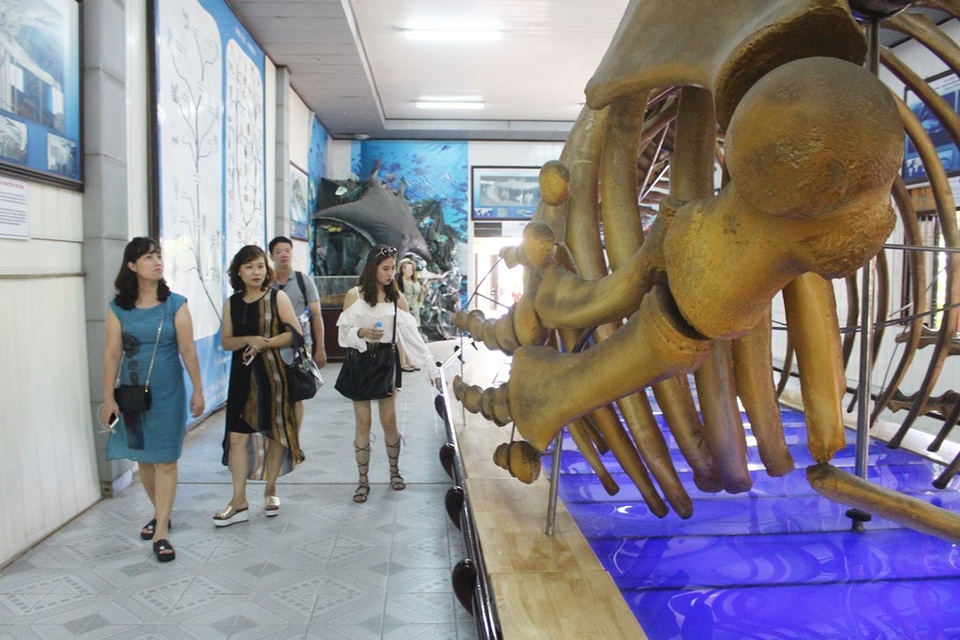 Cận cảnh bộ xương cá voi lưng gù dài 18m, nặng 10 tấn ở Nha Trang - 8 Cận cảnh bộ xương cá voi lưng gù dài 18m, nặng 10 tấn ở Nha Trang - 8