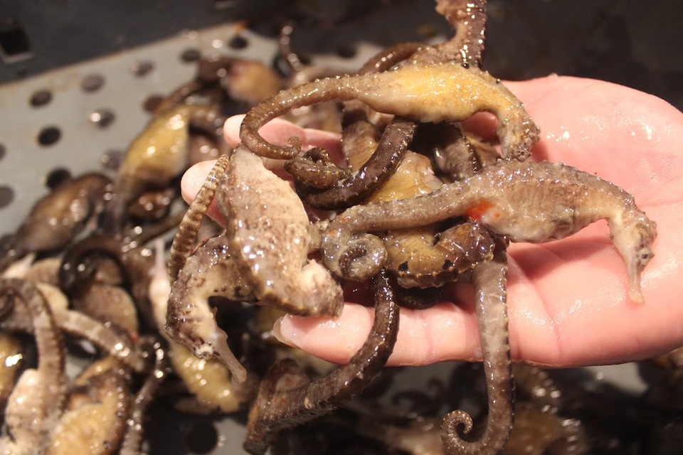 Ngư dân trúng đậm cá, thu về gần 400 triệu đồng - 2 Ngoài cá thu, ngư dân còn đánh thêm cá ngựa.