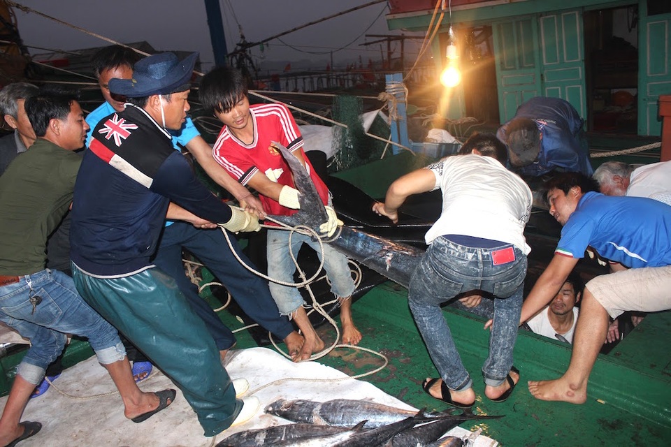 Ngư dân trúng đậm cá, thu về gần 400 triệu đồng - 3 Ngư dân trúng đậm cá, thu về gần 400 triệu đồng - 3