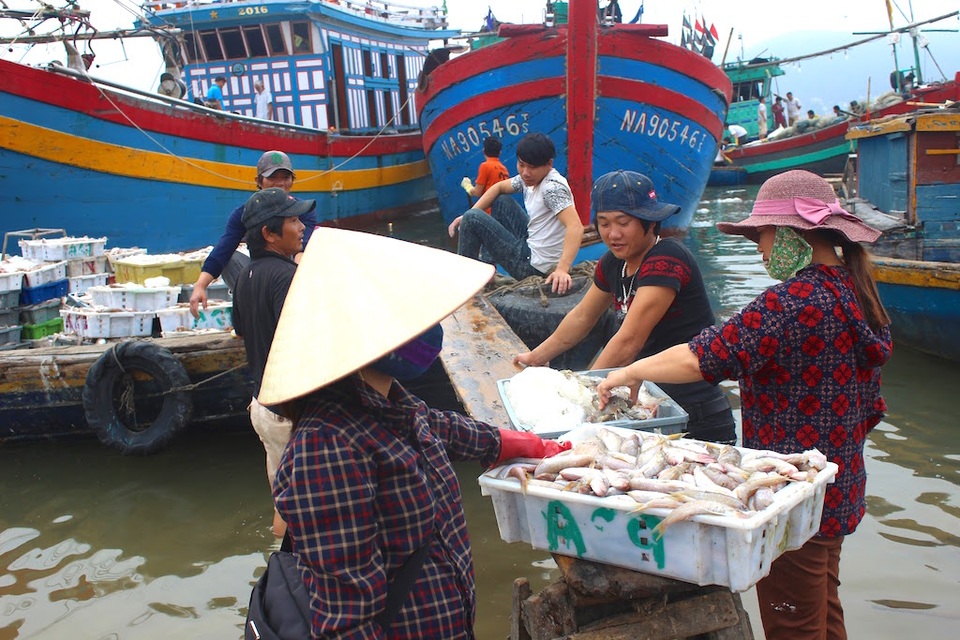 Ngư dân trúng đậm cá, thu về gần 400 triệu đồng - 6 Những khay cá tươi ngon được chuyển lên bờ.