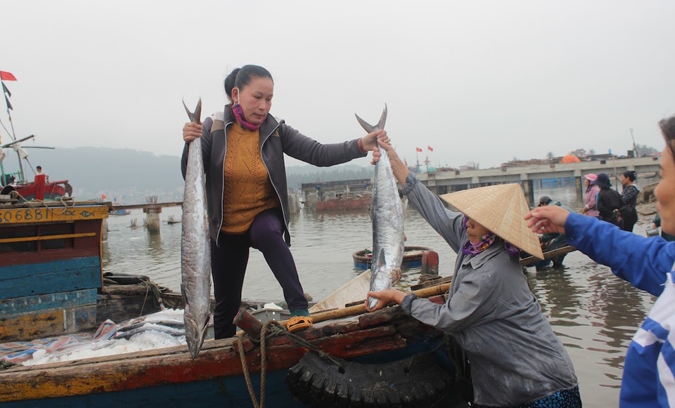 Ngư dân trúng đậm cá, thu về gần 400 triệu đồng - 7 Người nhà hỗ trợ đưa cá thu lên bờ.