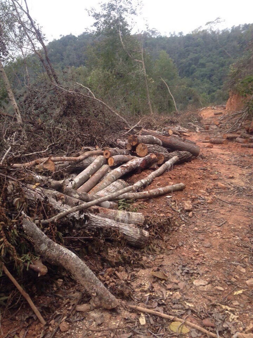 Hiện trường rừng phòng hộ bị 4 đối tượng chặt phá để làm nhà, trang trại chăn nuôi ngay trong rừng