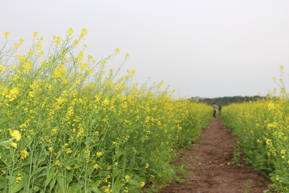 Ngẩn ngơ giữa cánh đồng cải vàng sưởi ấm trời đông Hà Nội - 10
