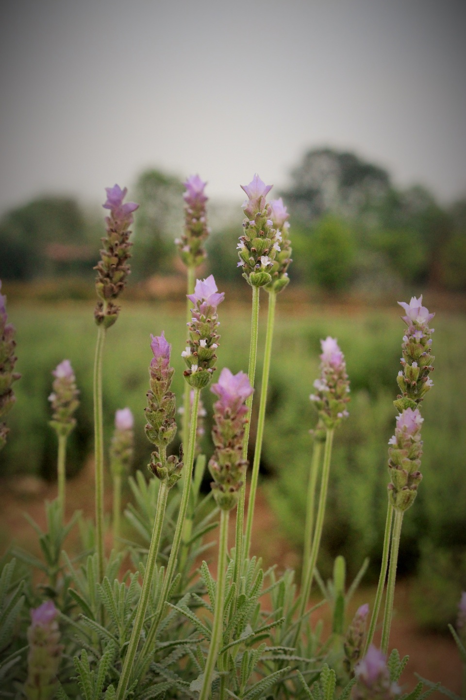 Được trồng trong khuôn viên khu Thảo Nguyên Hoa thuộc quận Long Biên, Hà Nội (đường Thạch Cầu, hướng từ cầu Long Biên rẽ đi Bát Tràng), cánh đồng hoa oải hương cực rộng lớn này đang trong thời kì nở rộ đẹp nhất.