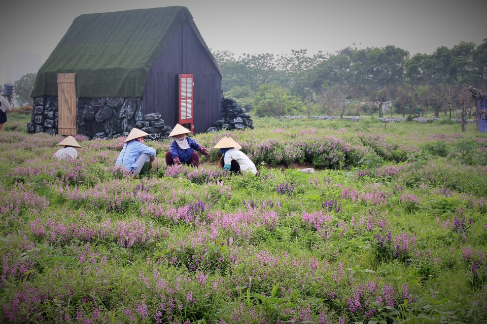 Các vườn hoa nở rộ mang đến những màu sắc khác nhau cho từng luống hoa. Nhìn từ trên cao, chúng sẽ trông như một tấm thảm sắc màu khổng lồ.