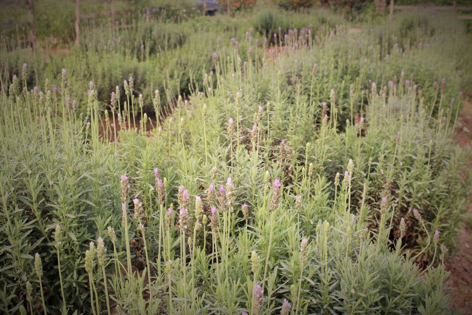 Cận cảnh cánh đồng hoa oải hương đầu tiên ở Hà Nội - 2