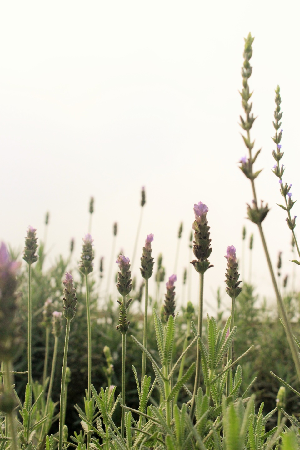 Hoa oải hương không rực rỡ như nhiều các loài hoa khác mà nó nhẹ nhàng tỏa sắc bằng một màu tím ngắt giản đơn.