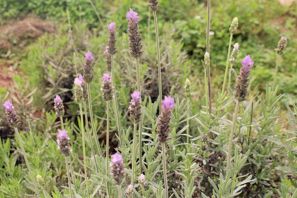 Đến cánh đồng hoa oải hương đang nở rộ, bạn như nhìn thấy cả bầu trời và cảnh sắc xung quanh đều nhuộm một màu tím thơ mộng. Thêm nữa, với mùi thơm đặc biệt quyến rũ, hoa oải hương có khả năng đuổi côn trùng và muỗi. 