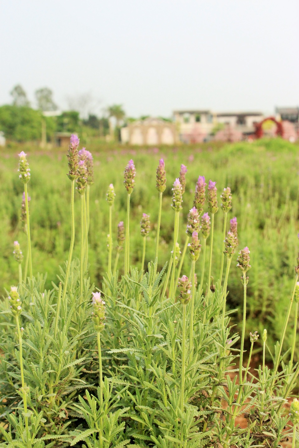 Hoa oải hương có độ cao khoảng 50 cm. Theo kinh nghiệm của một số người chăm sóc hoa, đây là chiều cao phù hợp để hoa nở đẹp và phát triển. 