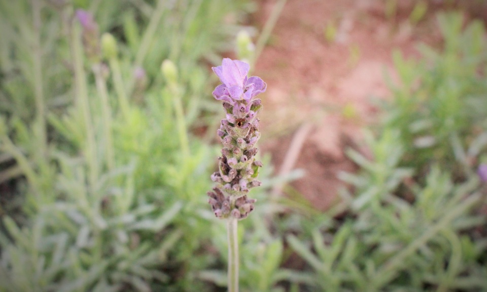 Những cánh hoa mỏng manh đang khoe sắc, mang đến một vẻ đẹp choáng ngợp giữa không gian rộng mênh mông. Thế nhưng chỉ vài tuần nữa, khi thời tiết nóng lên hoa sẽ lụi dần và không còn màu tím như thời điểm hiện tại.