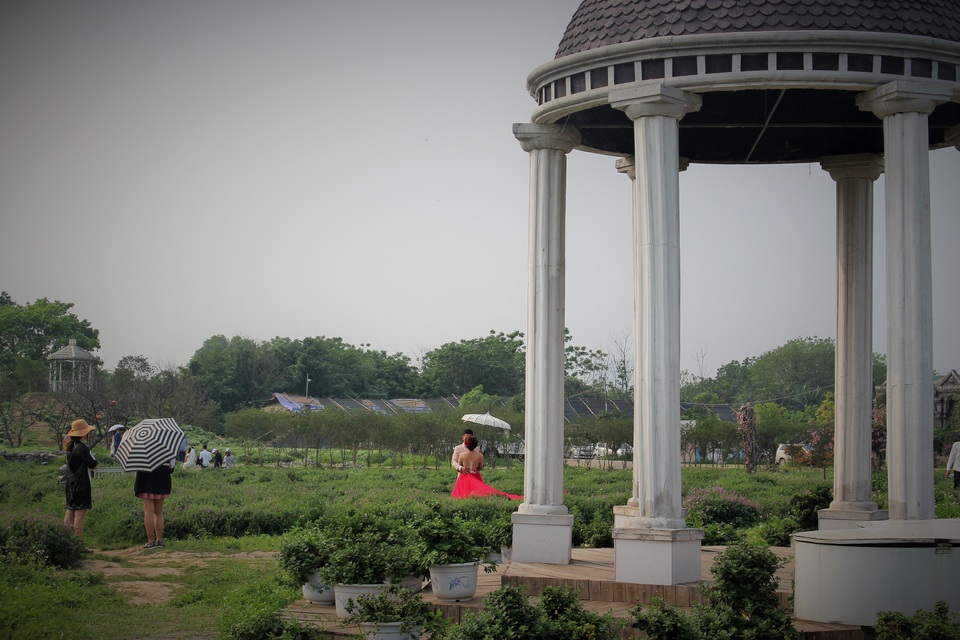 Cận cảnh cánh đồng hoa oải hương đầu tiên ở Hà Nội - 8