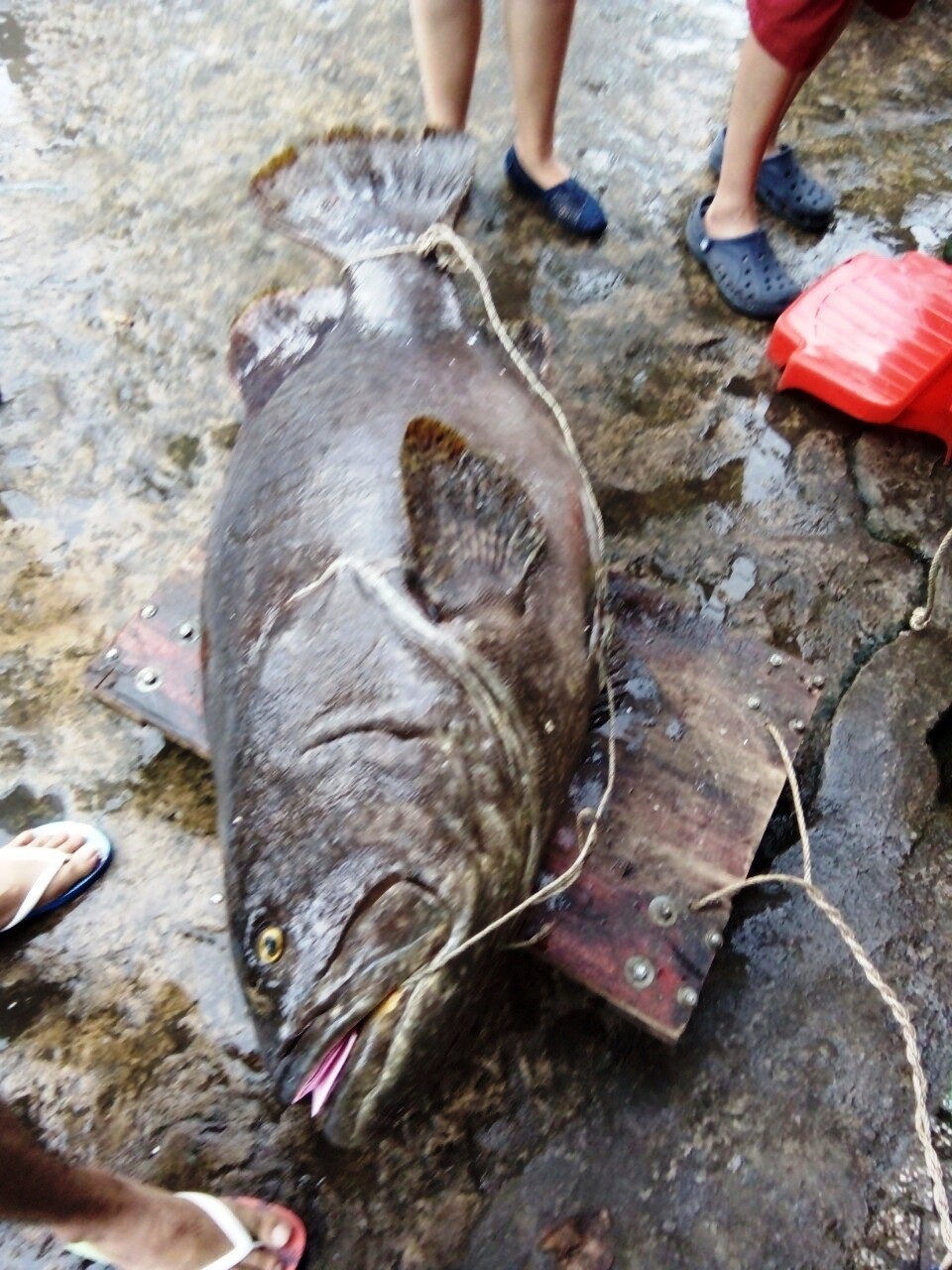 Ngư dân Phú Quốc bắt được cá mú "khủng" 55 kg - 2
Con cá mú khủng