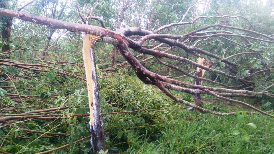 Cao su bị ảnh hưởng nặng sau bão, cần giải pháp quy hoạch hợp lý cây “vàng trắng”! - 3 Cây cao su được xem là cứu cánh giúp bà con thoát nghèo nên việc chuyển đổi sang cây mới chưa thực sự hiệu quả