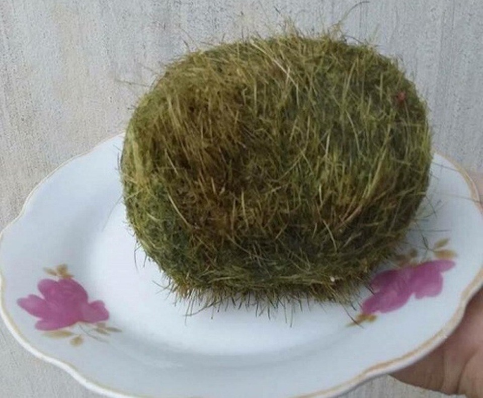 Mổ bụng lợn nái, phát hiện vật lạ giống “cát lợn” - 1 Vật lạ giống cát lợn được tìm thấy khi gia đình ông Cảnh làm thịt con lợn nái