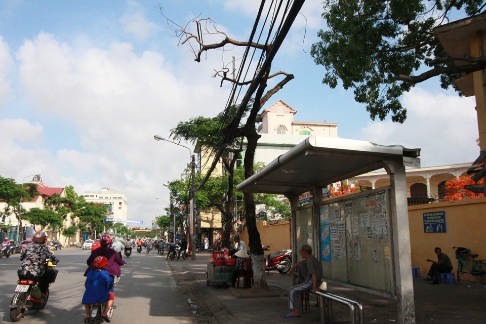 Hàng nghìn cây phượng "xơ xác" ngay trước Lễ hội Hoa phượng đỏ - 9
Một cây phượng đã chết sau khi được chặt tỉa mạnh tay vào cuối năm 2016 trên đường Lạch Tray.