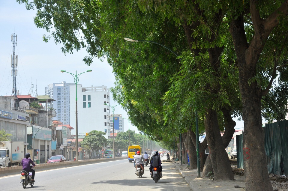 Cận cảnh tuyến đường Hà Nội dự kiến chặt hạ hơn 1300 cây xanh - 7 Nhiều cây xà cừ trên tuyến đường Phạm Văn Đồng có tuổi đời hàng chục năm, thân cây đường kính 70-100 cm.