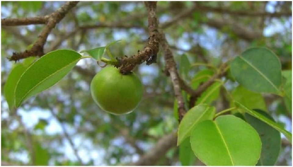 Tìm hiểu loài cây độc nhất thế giới - 2
Manchineel là cây có tán lớn, đạt chiều cao 15m. Quả tròn, giống trái táo, màu xanh và màu vàng đỏ khi chín.