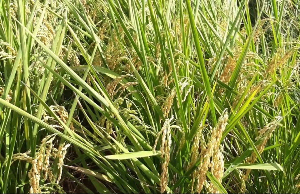 Đột phá về năng suất nhờ cấy lúa hiệu ứng hàng biên - 5
Bông lúa đối với giống J02 khi cấy bằng phương pháp hàng biên.