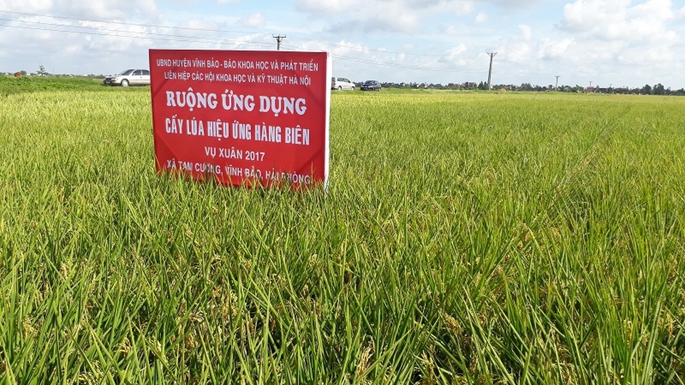 Đột phá về năng suất nhờ cấy lúa hiệu ứng hàng biên - 3
Không khó để nhận thấy sự khác biệt vượt trội giữa cấy lúa hàng biên với phương pháp cấy thông thường.