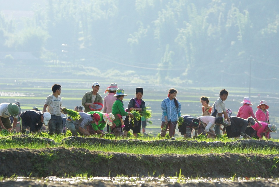 Người dân vùng cao cũng quay quắt trong nắng nóng kỷ lục - 7 Bà con nông dân vùng cao Sa Pa cấy lúa dưới ánh mặt trời chói chang cho kịp vụ.