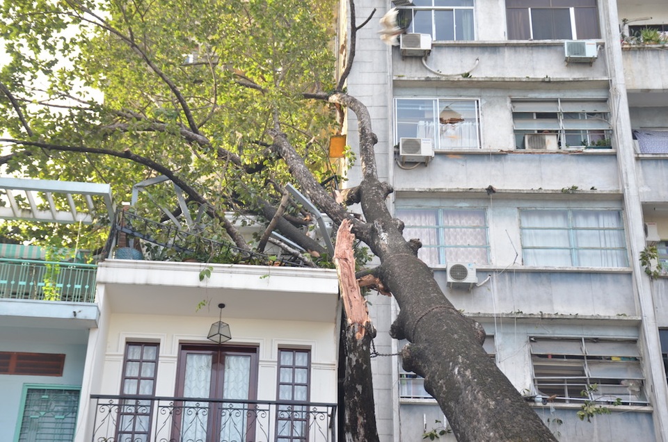 Cây cổ thụ đổ đè nhà 3 tầng ở trung tâm Sài Gòn - 1 Cây cổ thụ đổ đè nhà 3 tầng ở trung tâm Sài Gòn - 1