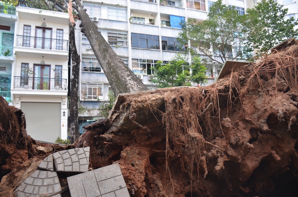 Cây cổ thụ đổ đè nhà 3 tầng ở trung tâm Sài Gòn - 4 Phần rễ cây bị bật lên khỏi mặt đất