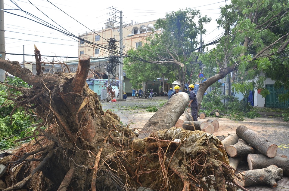 Hàng loạt cây xanh ngã đè nhà dân và ô tô sau trận mưa lớn - 1 Hàng loạt cây xanh ngã đè nhà dân và ô tô sau trận mưa lớn - 1