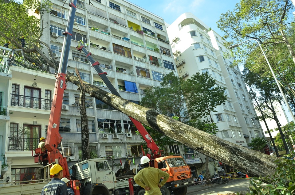 Cây cổ thụ đổ đè nhà 3 tầng ở trung tâm Sài Gòn - 6 2 xe cẩu loại lớn được điều đến giải quyết sự cố