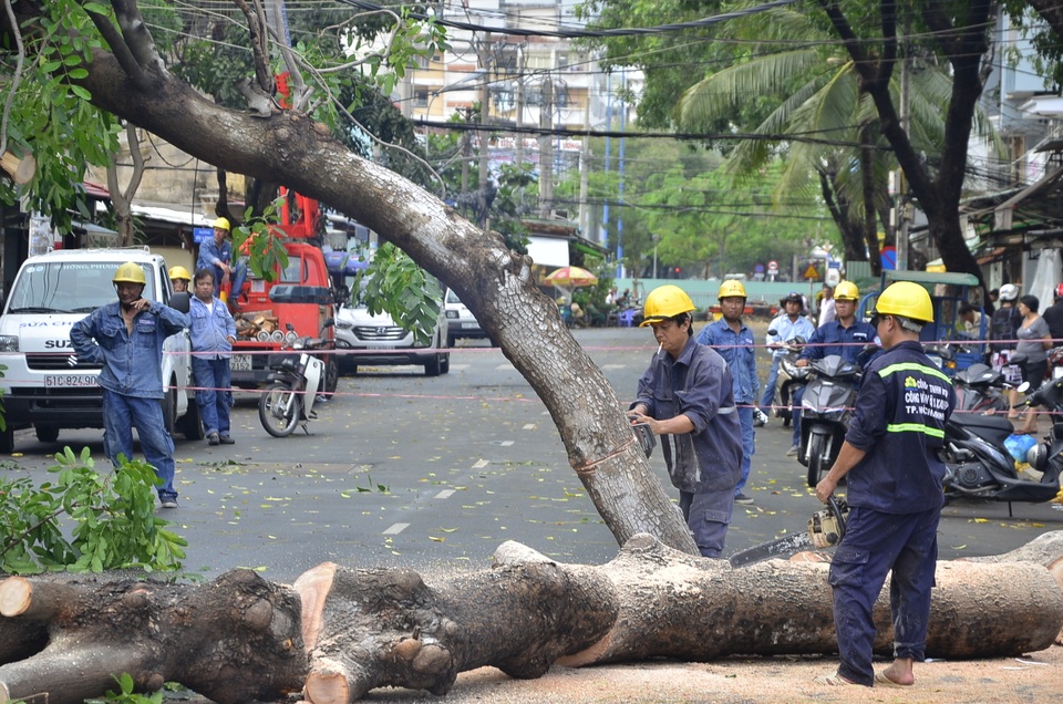 Hàng loạt cây xanh ngã đè nhà dân và ô tô sau trận mưa lớn - 4 Hàng loạt cây xanh ngã đè nhà dân và ô tô sau trận mưa lớn - 4