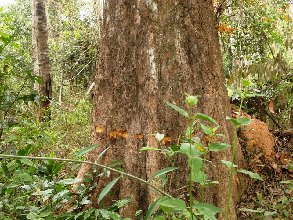 
Cây rừng có đường kính lớn tại tiểu khu 43, rừng phòng hộ Dầu Tiếng bị vạt vỏ, đổ thuốc độc. Ảnh: Lê Đức Hoảnh-TTXVN
