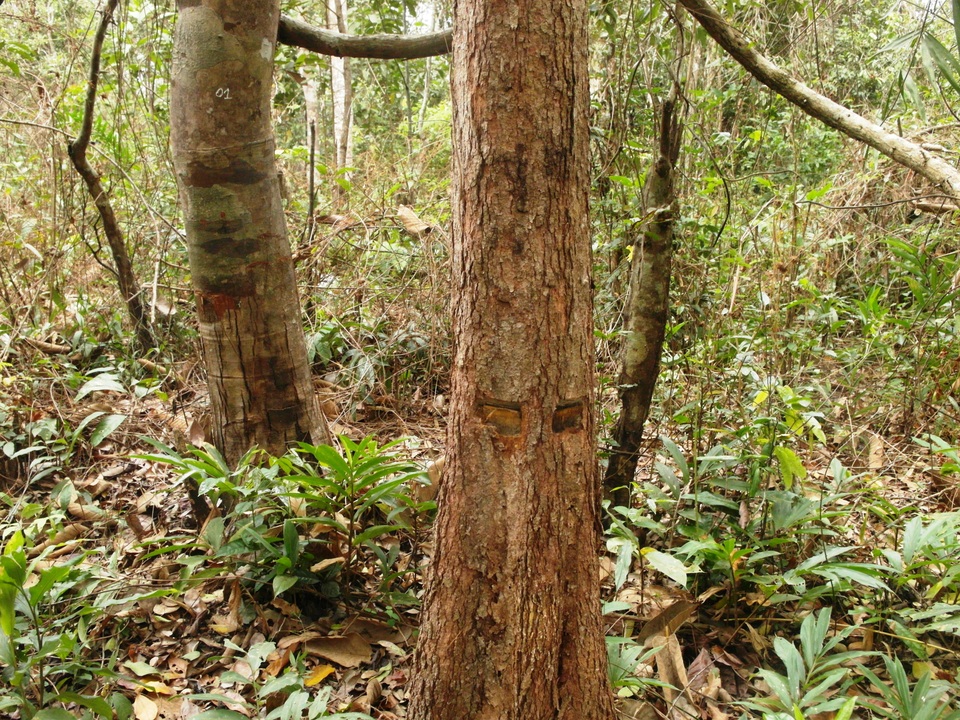 
Cây rừng tại tiểu khu 43 bị vạt vỏ, khoan lỗ, đổ thuốc độc. Ảnh: Lê Đức Hoảnh-TTXVN
