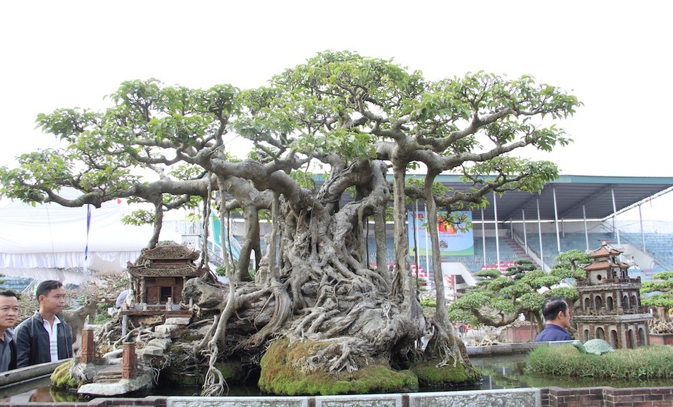 Đại gia Hà Nội đổi 10 cây vàng mua cây sanh cổ đẹp hiếm có - 1 Cây sanh cổ có tuổi đời hơn 100 năm được ông Khoa mua của một gia đình ở Thanh Oai (Hà Nội) cách đây 20 năm.