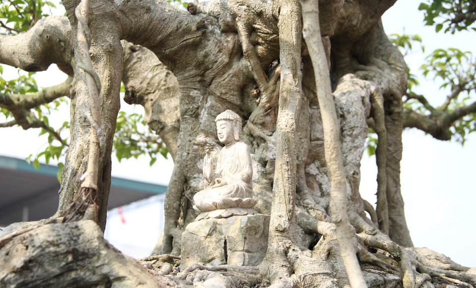 Đại gia Hà Nội đổi 10 cây vàng mua cây sanh cổ đẹp hiếm có - 6 Đây cũng được xem là “siêu cây” đầu tiên đưa tiểu cảnh vào như một tác phẩm nghệ thuật.