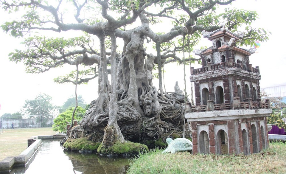 Đại gia Hà Nội đổi 10 cây vàng mua cây sanh cổ đẹp hiếm có - 9 Vào khoảng những năm 2010 khi thị trường cây cảnh đang ở thời kỳ sôi động, đỉnh cao, siêu cây sanh cổ trăm tuổi của ông Khoa từng được trả lên tới cả chục tỷ