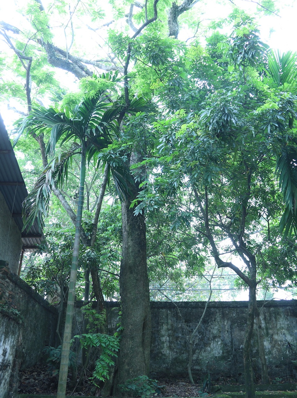 Cây sưa "dát vàng" ở Hà Nội đang... chết dần chết mòn - 11
Ngoài ra, trong khuôn viên chùa còn cây sưa cổ thụ khác, tuổi đời khoảng hơn 100 năm, đã từng được thương lái trả giá 50 tỷ đồng lúc cao điểm. Hiện tại cây sưa này vẫn phát triển xanh tốt.