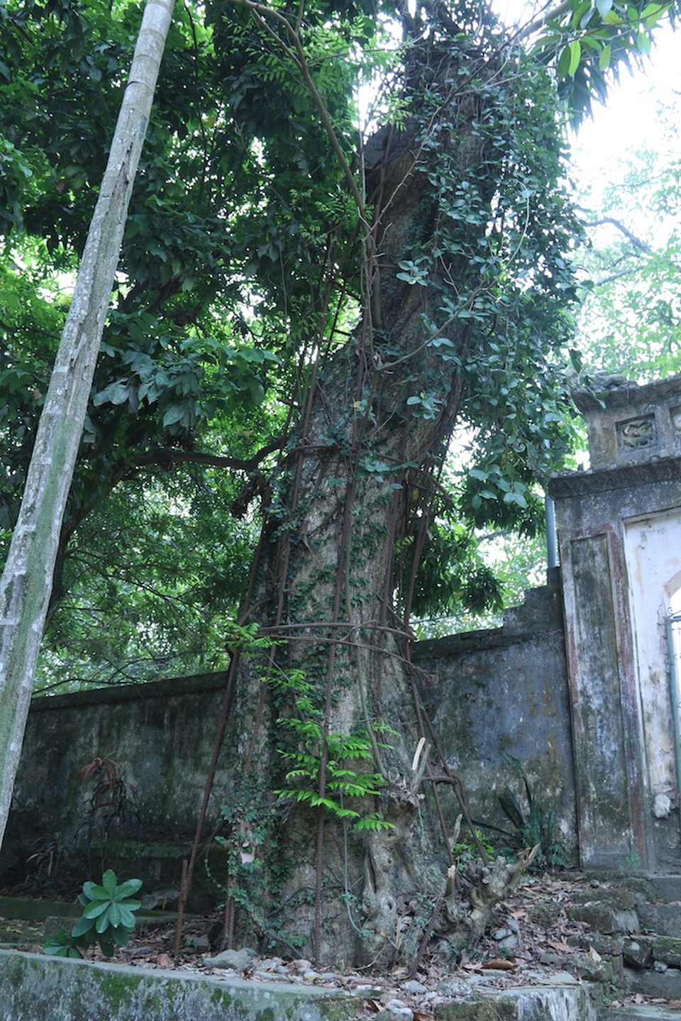 Cây sưa "dát vàng" ở Hà Nội đang... chết dần chết mòn - 10 Cả thân cây sưa cao lớn nhưng sự sống chỉ nhìn thấy từ những cành mầm nhỏ nhoi mọc lên từ gốc.
