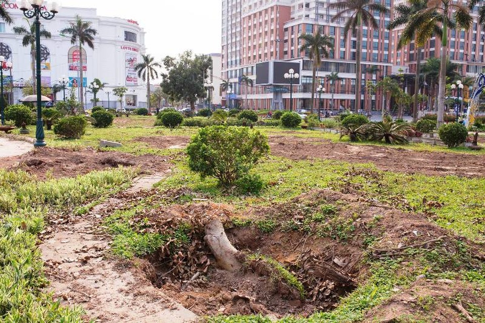 Bộn bề những gốc cây