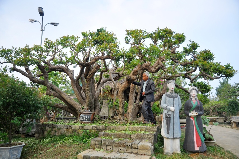 Vườn cảnh tiền tỷ của lão nông chơi cây nổi tiếng Hà thành - 4 
Theo ông Ngọ, cây trâm vối ở Việt Nam không phải hiếm nhưng hầu hết là những cây to, dáng cây chỉ có 1, 2 thân. Trong khi cây trâm vối của ông có dáng tự nhiên, các thân cây quần tụ, ngọn hướng lên trời, tuổi đời lại lâu năm… nên có thể xem là độc nhất Việt Nam. Từ khi sở hữu siêu cây này, ông Ngọ đã đón hàng nghìn lượt khách đến tham quan, chiêm ngưỡng trong đó có cả những đoàn khách đến từ các nước như Thái Lan, Nhật Bản… Nhiều người ngỏ ý muốn mua nhưng ông không đồng ý bán. “Đây là cây tâm huyết cả đời tôi mới có được, vì thế dù có trả giá cao cỡ nào tôi cũng không bán”, ông Ngọ nói.