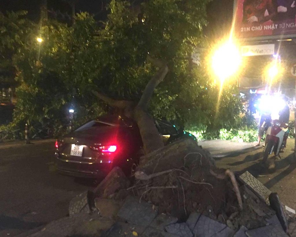 Cây xanh bật gốc đè bẹp ô tô, tài xế may mắn thoát chết - 1