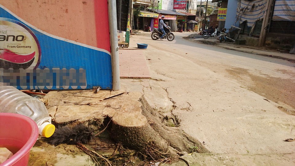 Thêm một xã ở Hà Nội bất ngờ chặt hàng loạt cây xanh - 2 Hàng loạt cây xanh trồng sát mép đường ở khu vực xóm chợ Hạ Bằng đã bị chặt bỏ.
