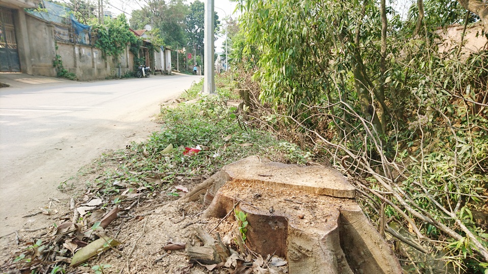 Thêm một xã ở Hà Nội bất ngờ chặt hàng loạt cây xanh - 1 Thêm một xã ở Hà Nội bất ngờ chặt hàng loạt cây xanh - 1