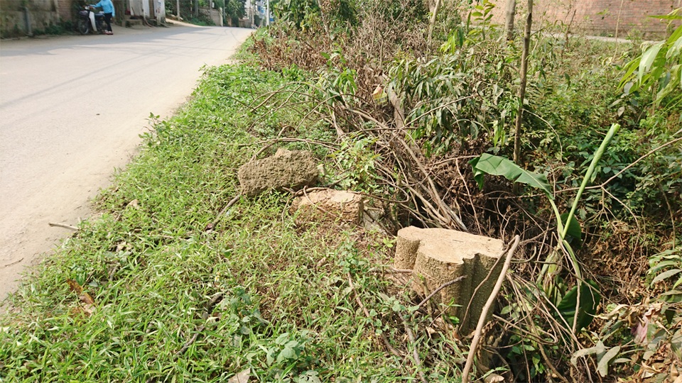Thêm một xã ở Hà Nội bất ngờ chặt hàng loạt cây xanh - 7 Thêm một xã ở Hà Nội bất ngờ chặt hàng loạt cây xanh - 7