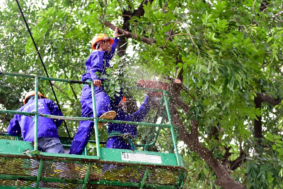 Hà Nội bắt đầu chặt hạ gần 1.300 cây xanh trên đường Phạm Văn Đồng - 4
Số cây đánh chuyển sẽ được đưa về ươm trồng tại nút giao lớn của Hà Nội như nút giao Tả Hồng - Võ Nguyên Giáp, nút giao quốc lộ 5 - đường vành đai 3...
