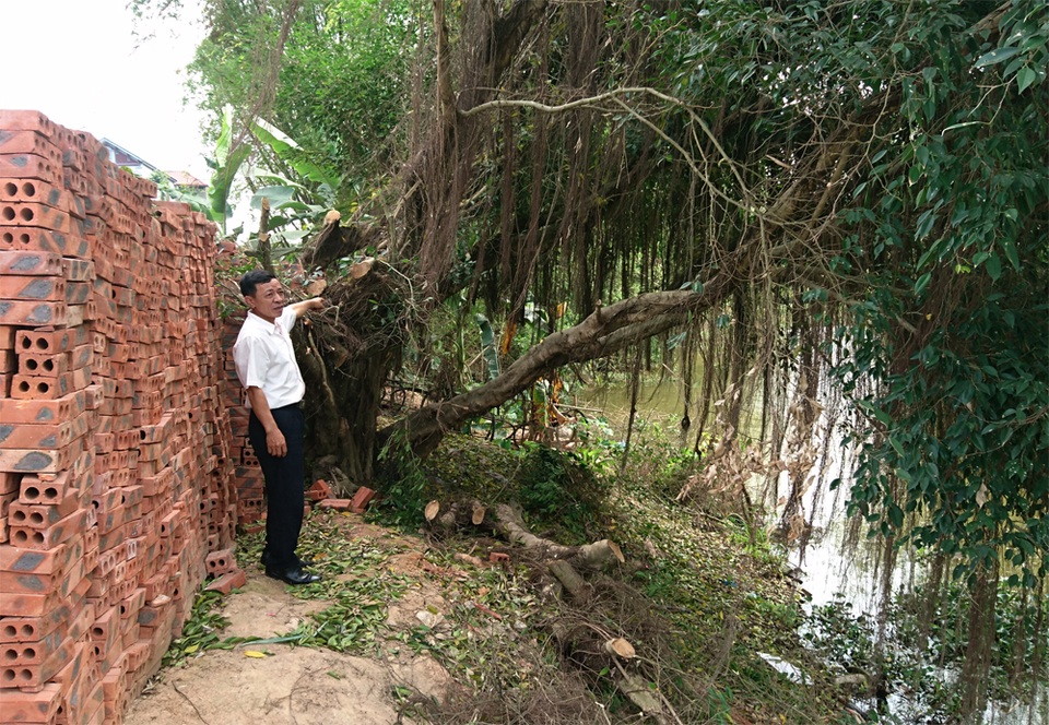 Vụ hàng loạt cây xanh bị chặt: Người dân không được hỏi ý kiến? - 2
Người dân cho rằng những cây xanh được trồng sát mép bờ sông không ảnh hưởng đến giao thông nhưng vẫn bị chính quyền xã Cẩm Yên chặt bỏ.