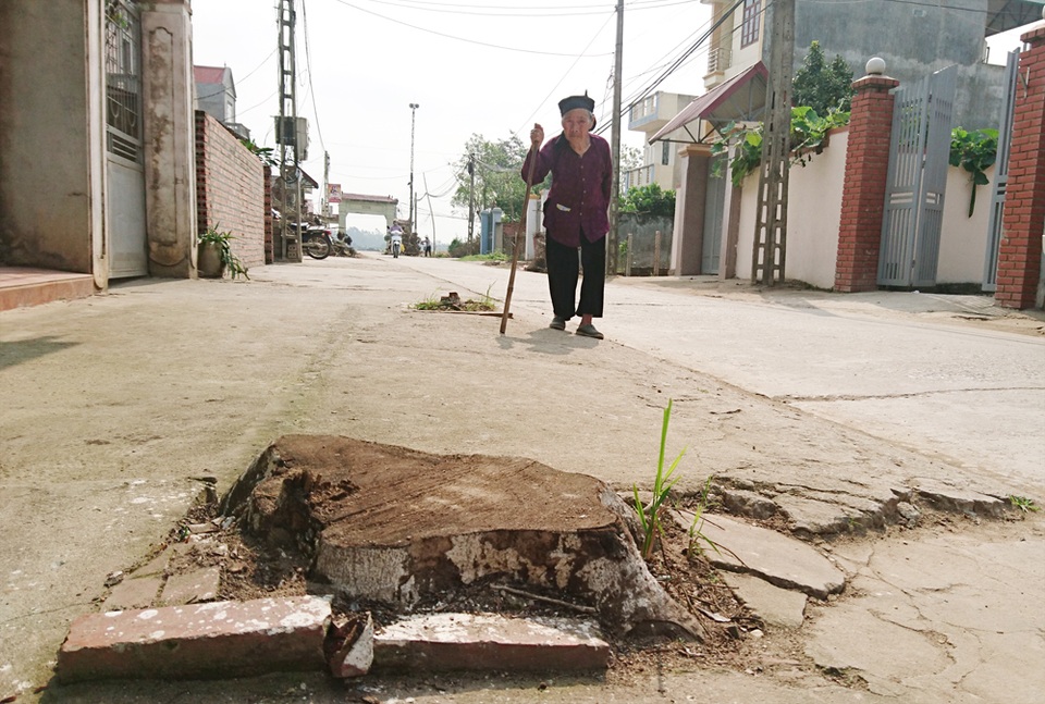 Vụ hàng loạt cây xanh bị chặt: Làm rõ trách nhiệm từng cá nhân! - 1 Vụ hàng loạt cây xanh bị chặt: Làm rõ trách nhiệm từng cá nhân! - 1