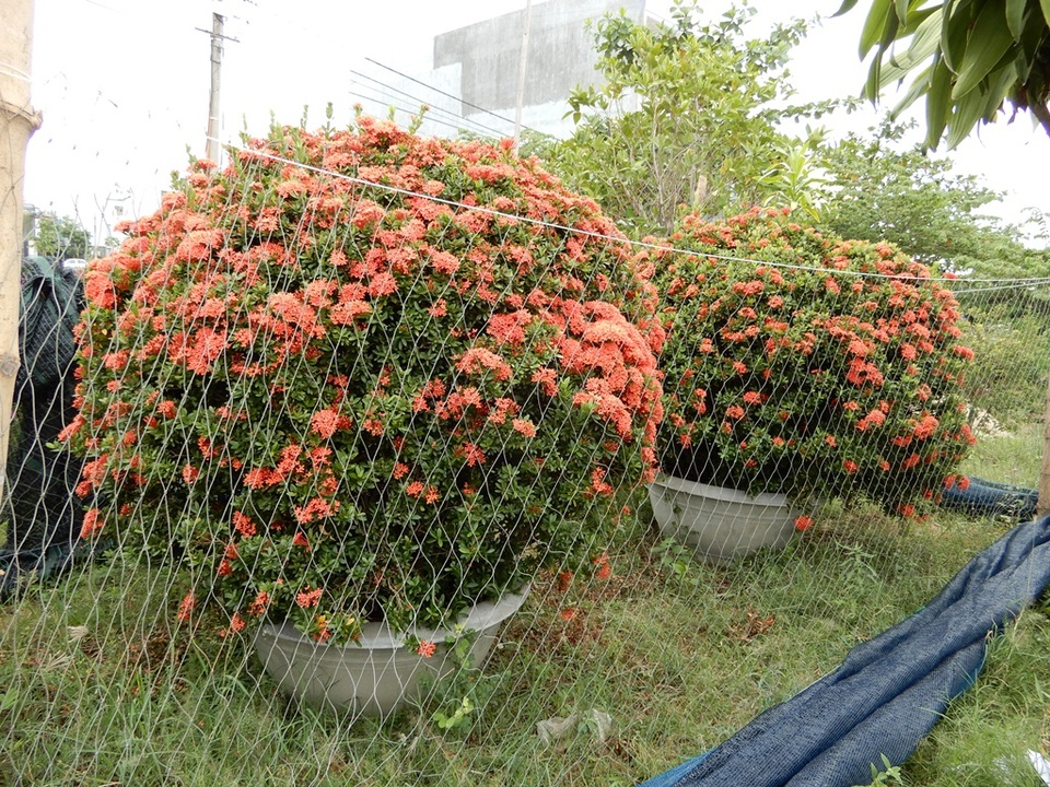 Trồng hoa trên đất dự án “treo”, bỏ túi 20 triệu đồng/tháng - 3 Cặp hoa trang có giá 40 triệu đồng trong vườn hoa của anh Phương