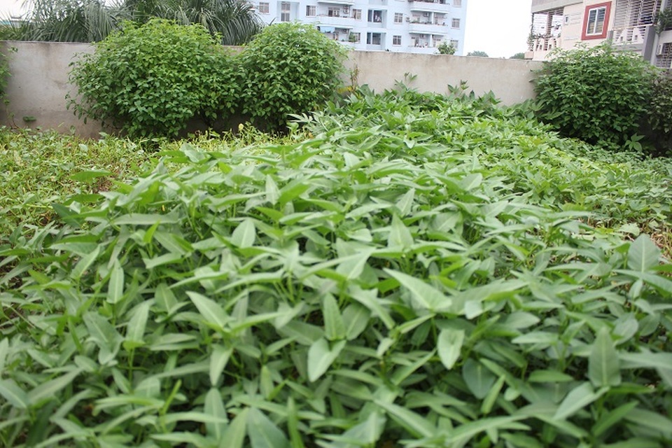 Để ngăn việc thấm dột, ông phải tạo 4 lớp vật liệu chuyên dụng bao gồm keo chống thấm, sỉ than, cát và một lớp lưới lót ở phía dưới. Cuối cùng mới đổ đất lên trên để trồng rau. Ngoài ra, xung quanh góc vườn, ông Chính cũng bố trí hệ thống thoát nước kịp thời, nhờ vậy vườn rau không có hiện tượng ngập úng khi mưa lớn.